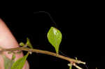 Smallfruit primrose-willow